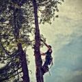 Tree Trimming in South Hampton Roads: A Smart Landscape Choice for Agritourism Services